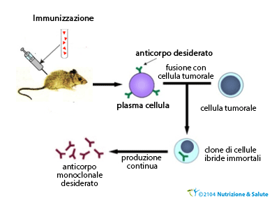 produzione-di-anticorpi-monoclonali