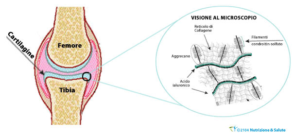 cartilagine-al-microscopio-glucosammina