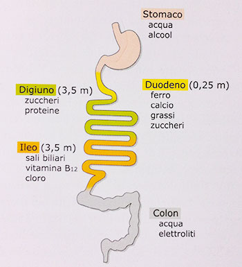 intestino-assorbimento-nutrienti