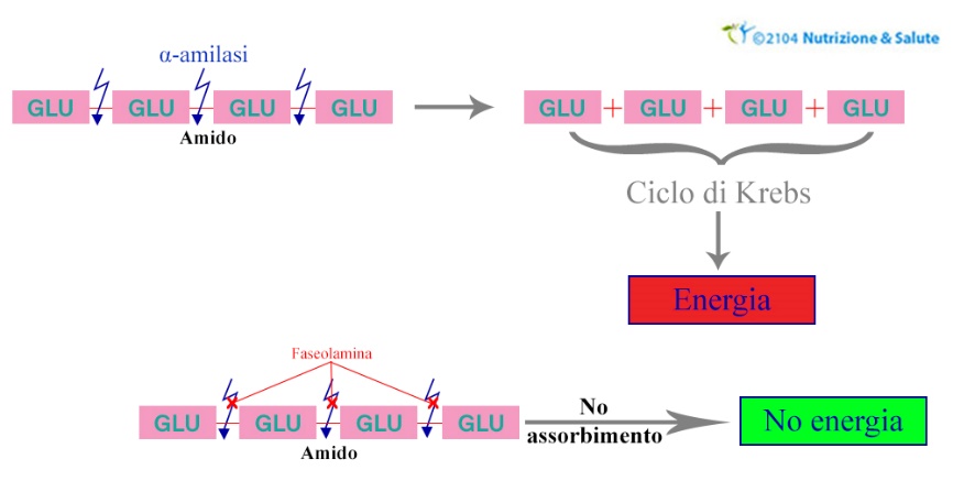 faseolamina-bloccante-assorbimento-carboidrati