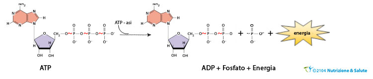 ATP-energia-adenosin-trifosfato